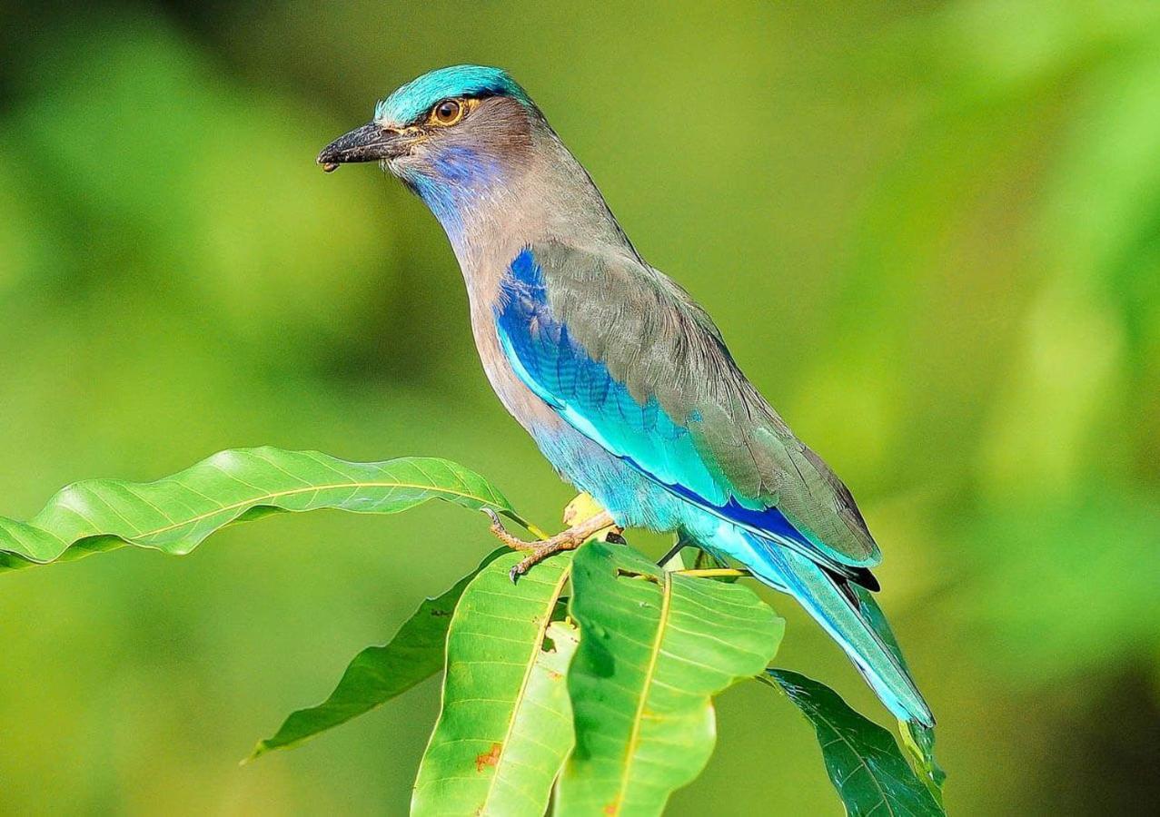 Samui Blue Bird Bed & Breakfast Mae Nam Beach Eksteriør bilde